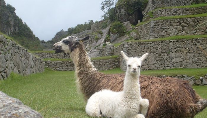llamas-451195_640
